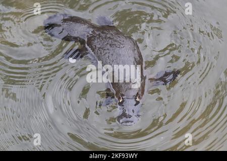 Platypus Stockfoto