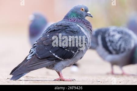 Feral Pigeon [ Columba livia domestica ] auf dem Weg mit mehreren anderen, die im Hintergrund nicht fokussiert sind