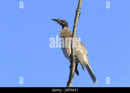 Ein lauter Friarbird sitzt auf einem Ast Stockfoto