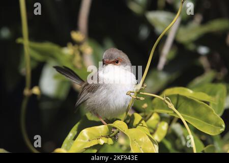 Weibliche blaue Zaunkönige Stockfoto