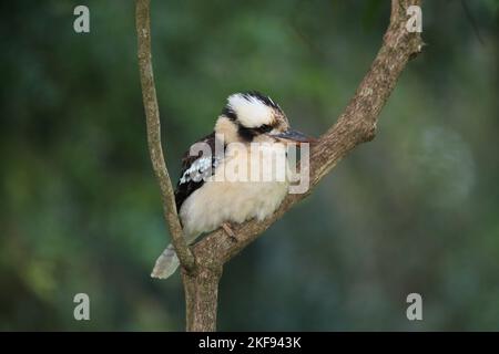 Lachend sitzend Kookaburra Stockfoto