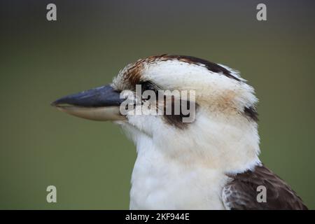 Lachende Kookaburra-Porträt Stockfoto