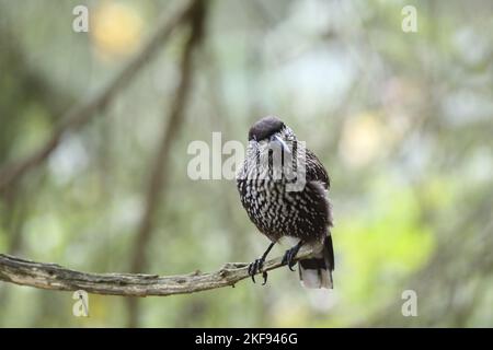 Sitzender eurasischer Nussknacker Stockfoto