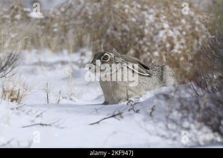 Weißer Jackrabbit im Schnee Stockfoto