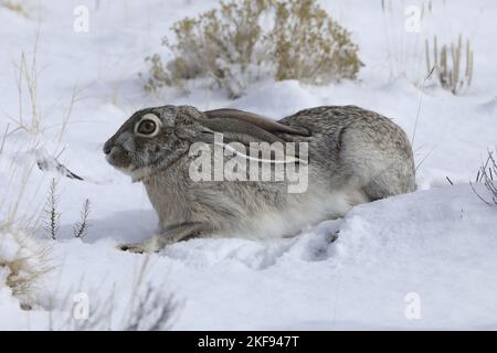 Weißer Jackrabbit im Schnee Stockfoto