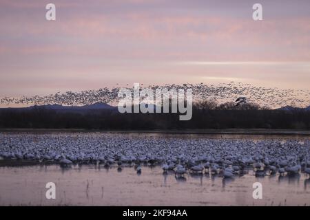 Schneegänse Stockfoto