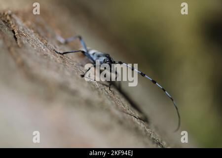 Alpine Longhorn Beetle Stockfoto