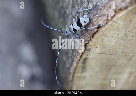 Alpine Longhorn Beetle Stockfoto