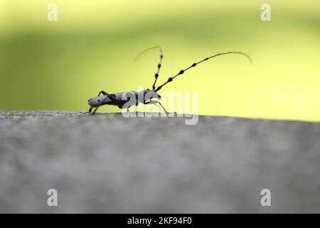 Alpine Longhorn Beetle Stockfoto