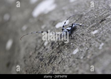 Alpine Longhorn Beetle Stockfoto