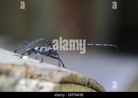 Alpine Longhorn Beetle Stockfoto