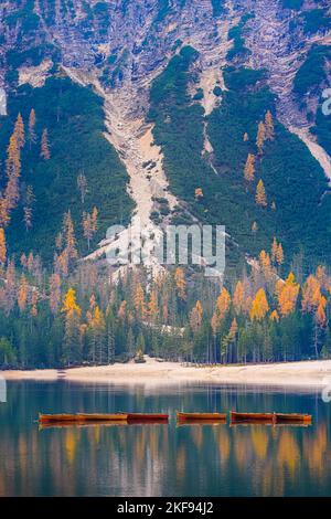 Ein ruhiger Herbstmorgen mit vielen Herbstfarben von den Lärchen und den berühmten Booten am Pragser Wildsee (Lago Prages), einem malerischen See in Stockfoto