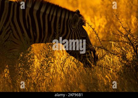 Silhouettenporträt von Zebra (Equus quagga burchellii). Der Kopf des wilden Tieres wird vom Licht des Sonnenuntergangs beleuchtet. Etosha-Nationalpark, Namibia, Afrika Stockfoto