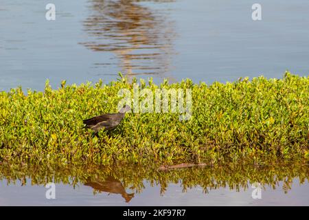 Die gewöhnliche Gallinule, die an einem sonnigen Tag zwischen den grünen Wasserpflanzen steht Stockfoto