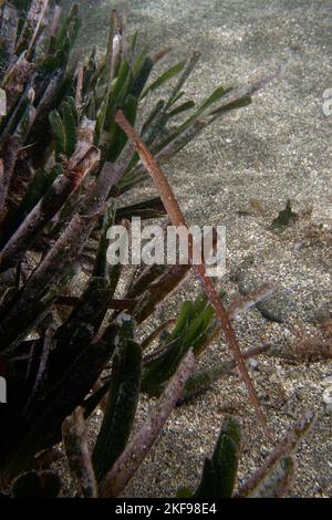 Syngnathus typhle Rondeleti (Breitnasenpfeifenfisch oder Deepnosenpfeifenfisch) Stockfoto