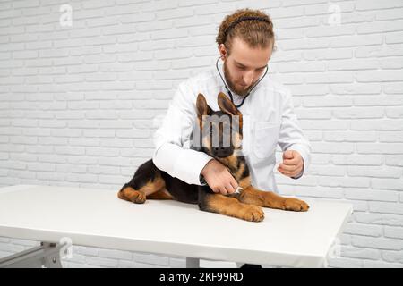 Porträt eines kranken Patienten und hingebungsvollen Arztes. Blonde Tierarzt mit Stirnband gründlich zuhören Herzschlag und Puls. Elsässer liegen ruhig und geduldig auf dem Labortisch. Konzept der Tierhilfe. Stockfoto