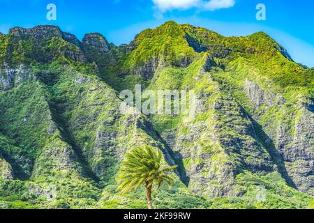 Bunte Palme Green Mountain Kualoa Regional Park North Shore Oahu Hawaii Stockfoto