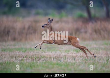 Running Roe Deer Stockfoto