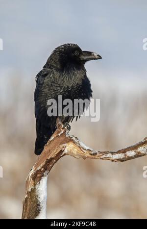 Nördlichen Raven Stockfoto