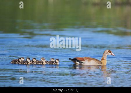 Nilgans Stockfoto