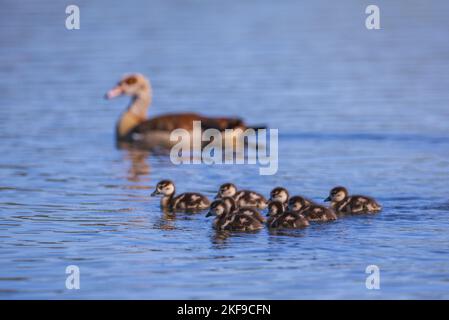 Nilgans Stockfoto