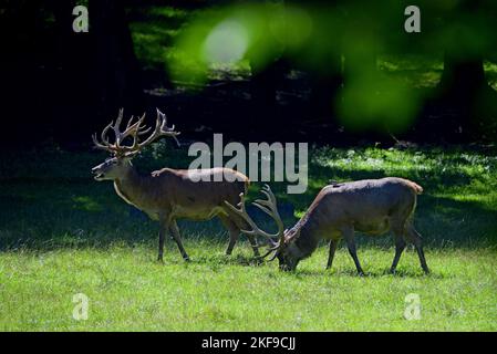 Red deer Stockfoto