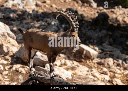 Israel, Negev, außerhalb von Kibbuz Sde Boker, Nubischer Steinbock (Capra ibex nubiana aka Capra nubiana) Nahaufnahme eines großen reifen Mannes. Jerusalem Stockfoto