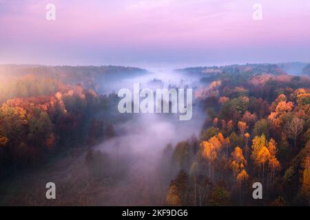 Luftaufnahme des nebligen Waldes bei farbenprächtiger Sonnenaufgangszeit im Herbst Stockfoto