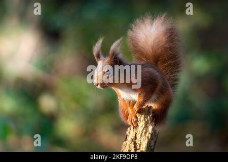 DIESE roten Eichhörnchen wurden gefangen genommen und zeigten ihre Ninja-Fähigkeiten in Batstead, Isle of Wight Stockfoto