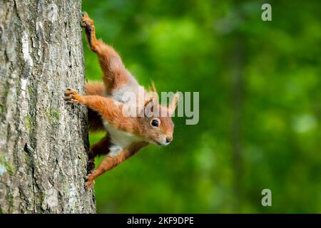 DIESE roten Eichhörnchen wurden gefangen genommen und zeigten ihre Ninja-Fähigkeiten in Batstead, Isle of Wight Stockfoto