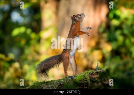 DIESE roten Eichhörnchen wurden gefangen genommen und zeigten ihre Ninja-Fähigkeiten in Batstead, Isle of Wight Stockfoto