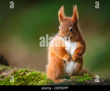 DIESE roten Eichhörnchen wurden gefangen genommen und zeigten ihre Ninja-Fähigkeiten in Batstead, Isle of Wight Stockfoto