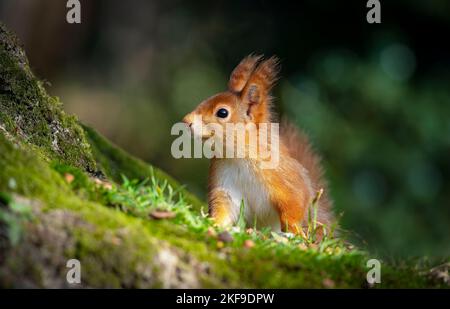 DIESE roten Eichhörnchen wurden gefangen genommen und zeigten ihre Ninja-Fähigkeiten in Batstead, Isle of Wight Stockfoto