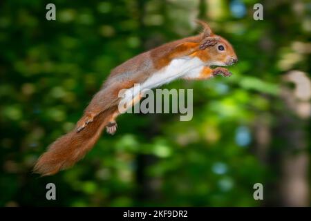 DIESE roten Eichhörnchen wurden gefangen genommen und zeigten ihre Ninja-Fähigkeiten in Batstead, Isle of Wight Stockfoto