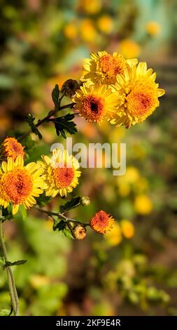 Gelbe Chrysantheme blühen im Herbst. Vertikaler Hintergrund für Grußkarte.Fall Blumen Natur Stockfoto