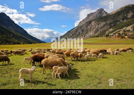 Eine Schafschar im Dorf Ceillac, mit der Kirche Saint Cecile im Hintergrund, Ceillac, Queyras Regional Natural Park, Southern Alps, Frankreich Stockfoto