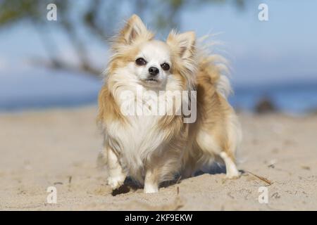 stehende Chihuahua Stockfoto
