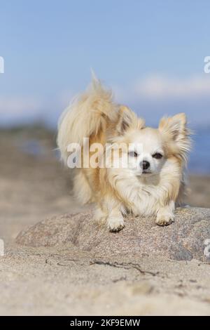 Chihuahua am Strand Stockfoto