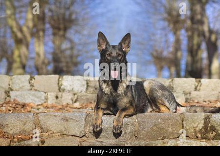 Deutscher Schäferhund liegend Stockfoto
