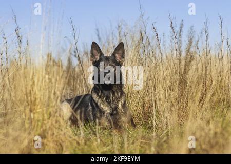 Deutscher Schäferhund liegend Stockfoto