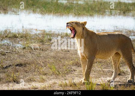 Löwe brüllt, Panthera leo, Seitenansicht mit weit geöffnetem Mund. Am Rand des Chobe River. Chobe-Nationalpark, Botsuana, Afrika Stockfoto