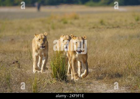 3 Löwen, Panthera leo, gehen Sie gemeinsam in einer Linie zur Kamera. Vorderansicht der Gesichter des Tieres. Chobe-Nationalpark, Botsuana, Afrika Stockfoto