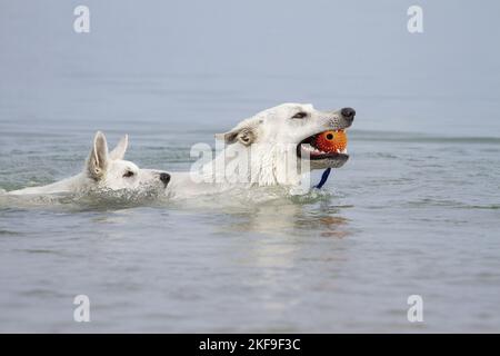 Weißer Schweizer Schäferhund im Wasser Stockfoto