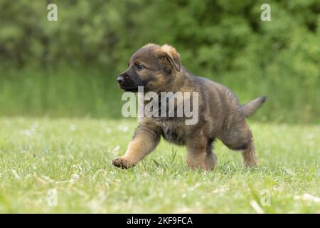 Running DDR Shepherd Puppy Stockfoto