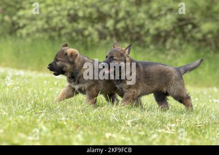 Running DDR Shepherd Welpen Stockfoto