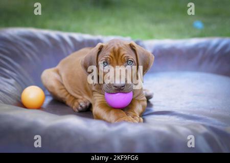 So spielen Sie „Rhodesian Ridgeback Puppy“ Stockfoto