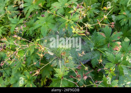Spinnennetz in der Flora im Freien. Tromsø. Norwegen. Stockfoto