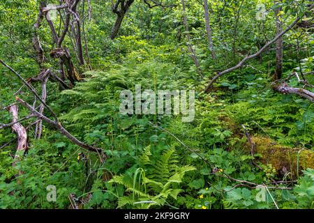Grüner Sommerwald. Tromsø. Norwegen. Stockfoto