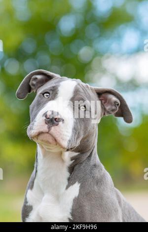 American Bully Stockfoto