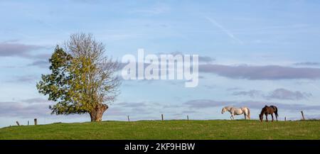 Weiße und dunkle Pferde grasen auf einer grünen Wiese in der belgischen Landschaft zwischen brüssel und charleroi Stockfoto